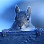 AUDREY TAIT, MS, CCC, CSAT, CMAT, CPTT, RD