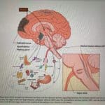 interested in neuroscience of attachment and psychotherapy