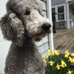 My silver poodle, Beau, often in sessions when appropriate